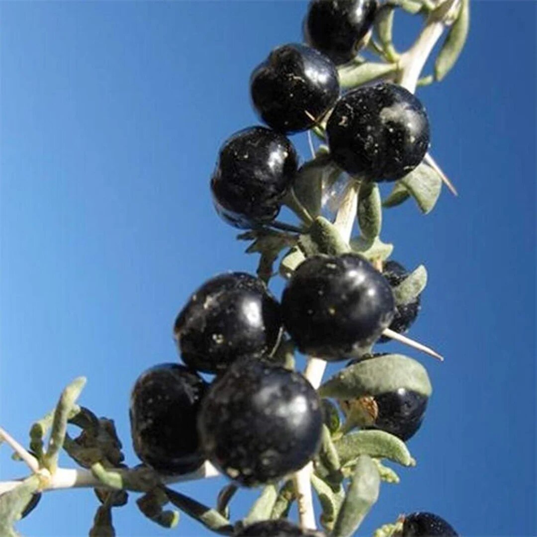  Black Goji Berries