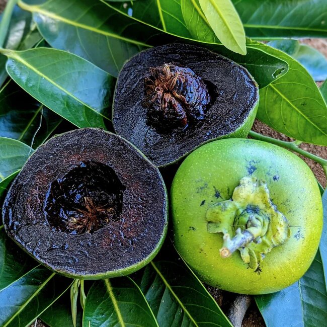 Black Sapote