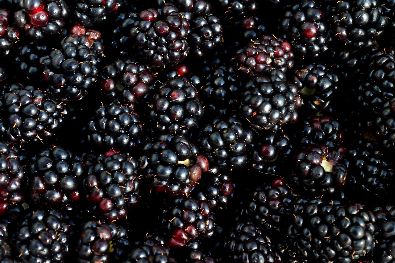 Blackberries