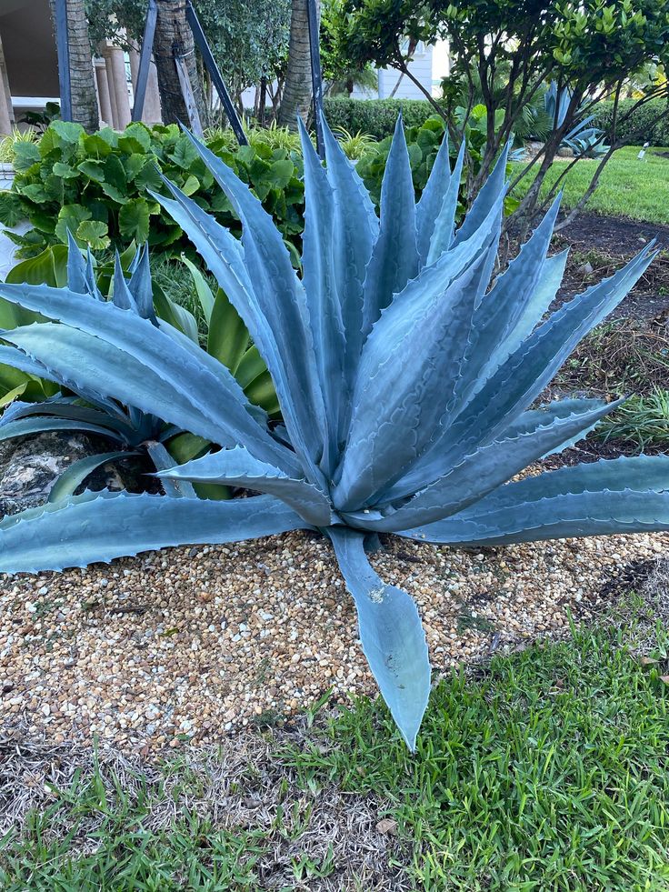 Blue Agave