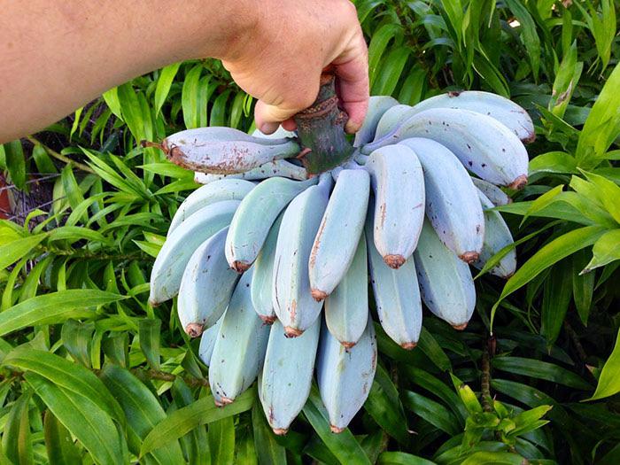 Blue Java Banana