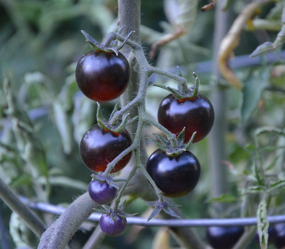 Blue Tomatoes