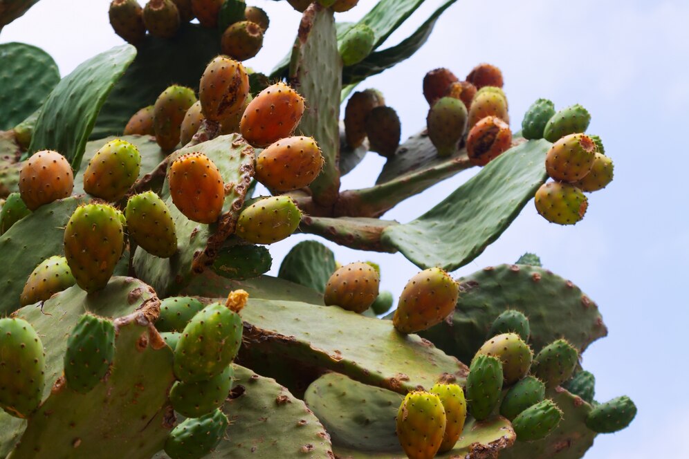 Cactus Pear