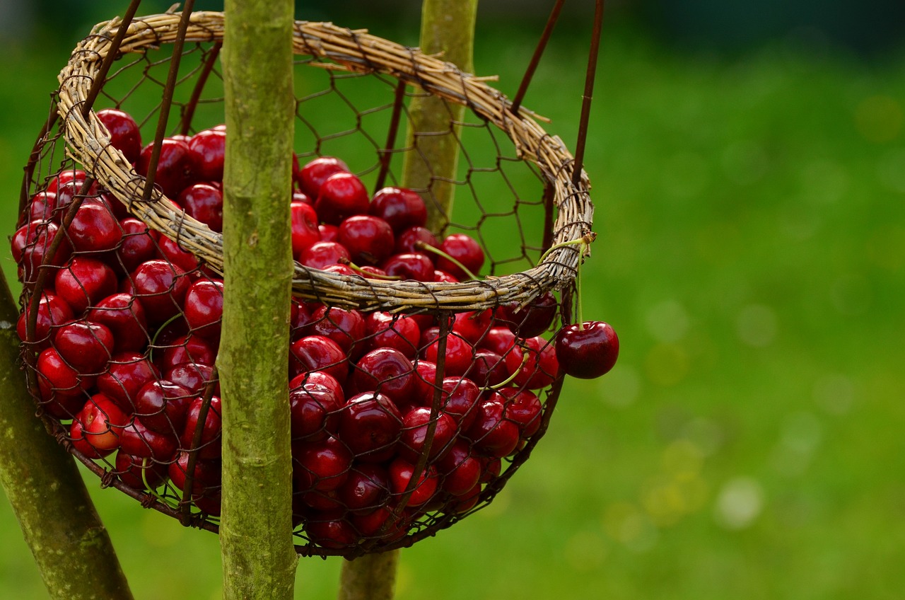 Cherries