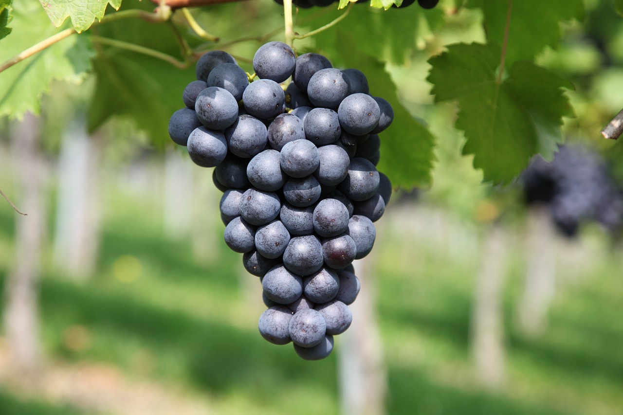 Concord Grapes