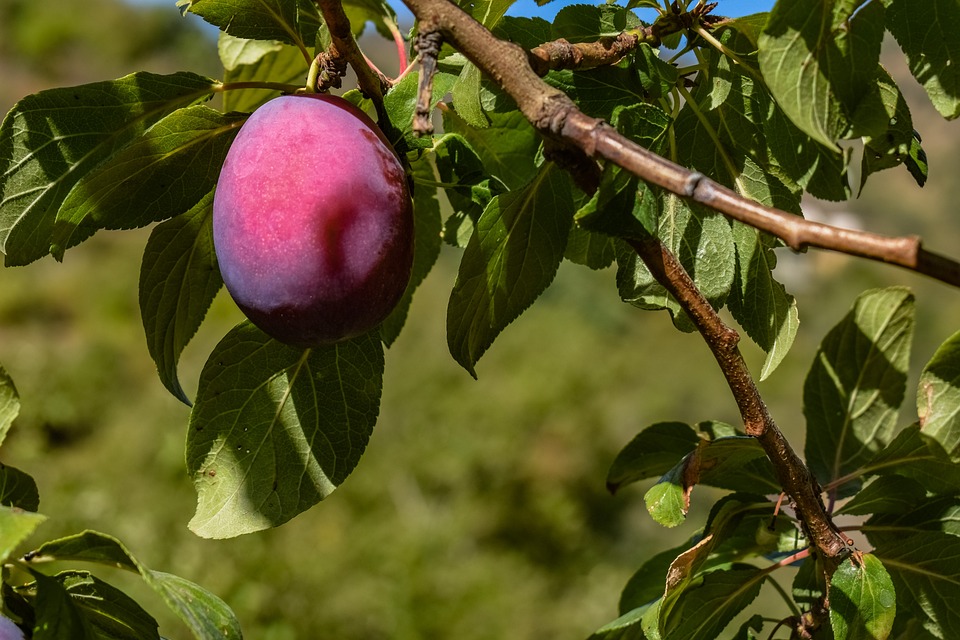 Damson Plum