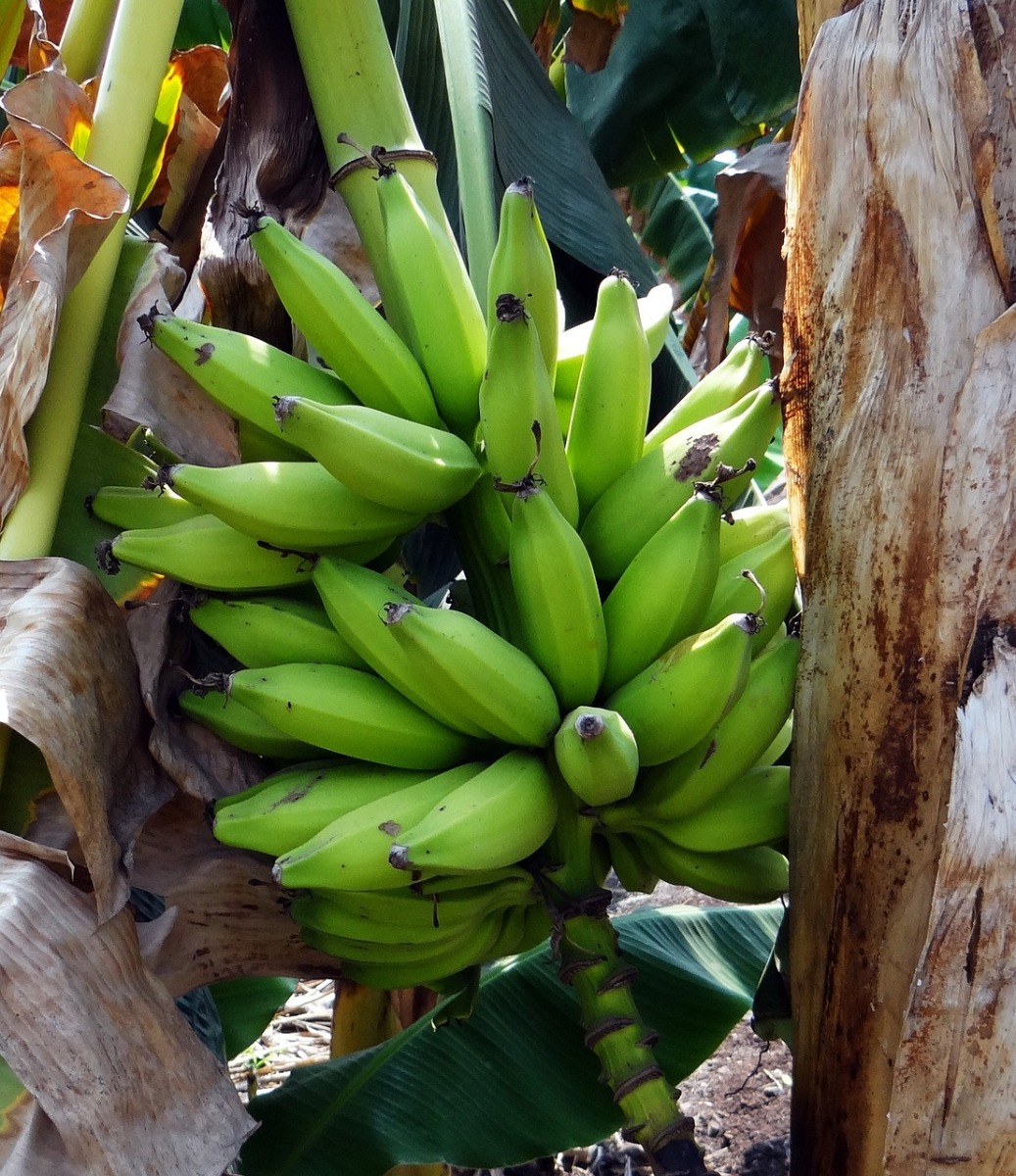 Dwarf Plantain Banana