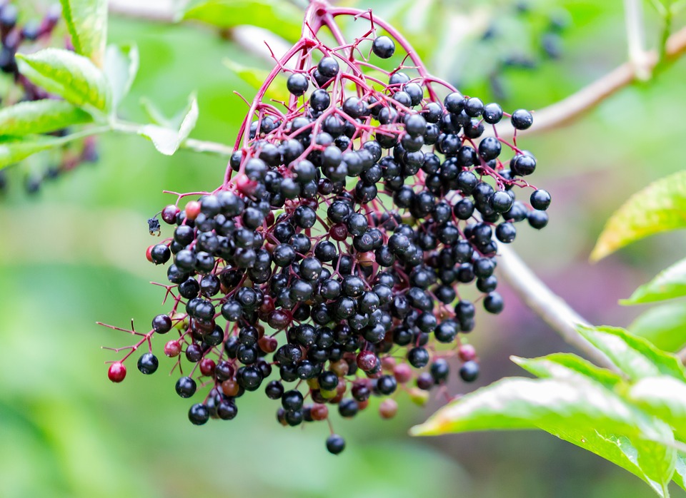 Elderberries