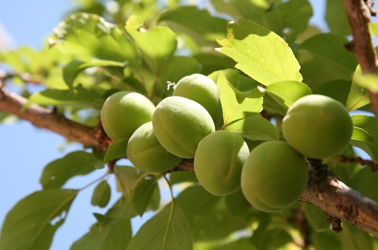 image of green plum fruit