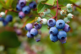 Huckleberries