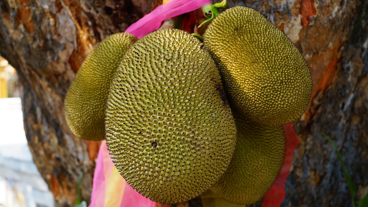 Jackfruit