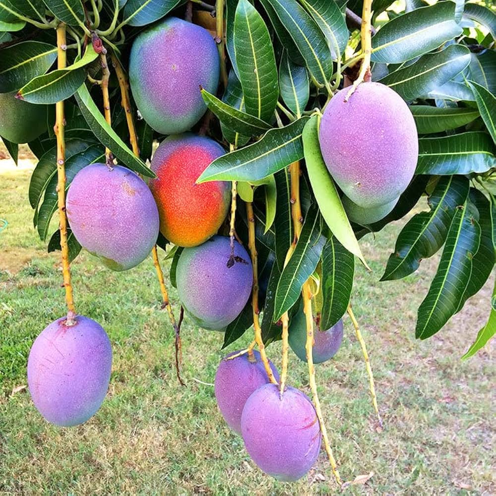 Kastoree Mango