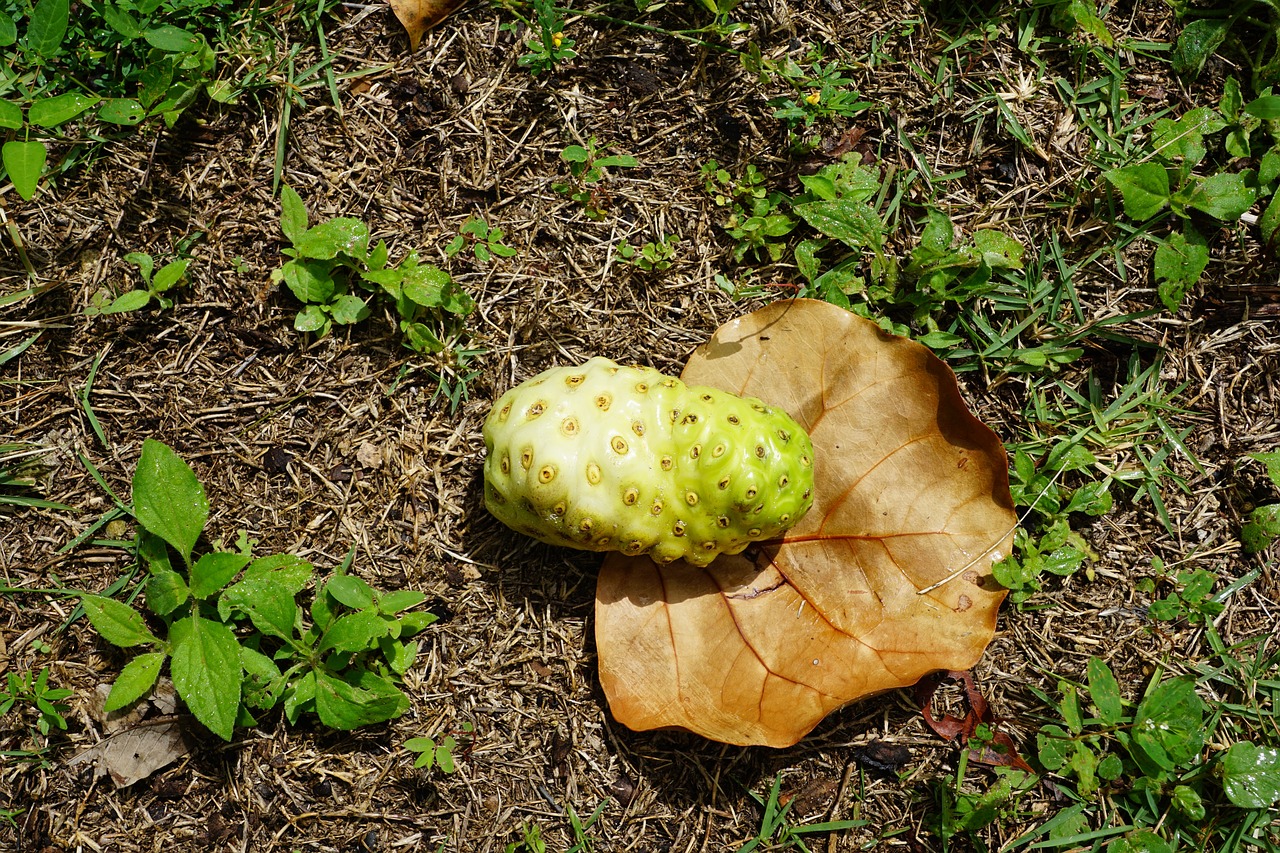 Noni Fruit