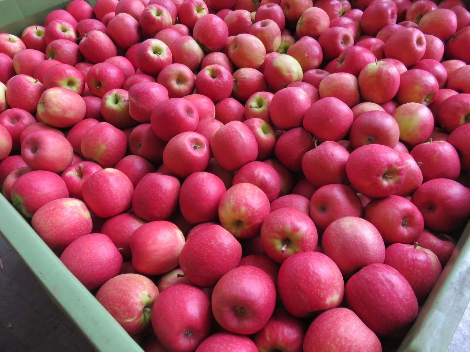 Pink Lady Apples