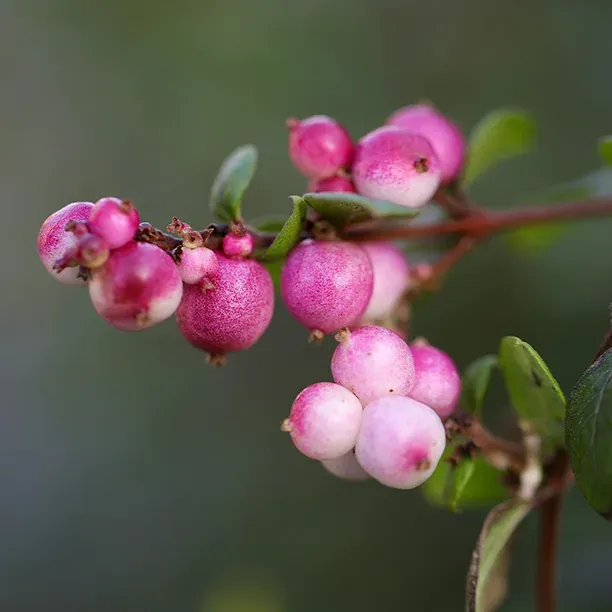 Pink Snowberry