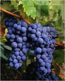 Ribier Grapes