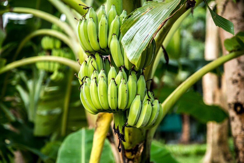 Robusta Banana