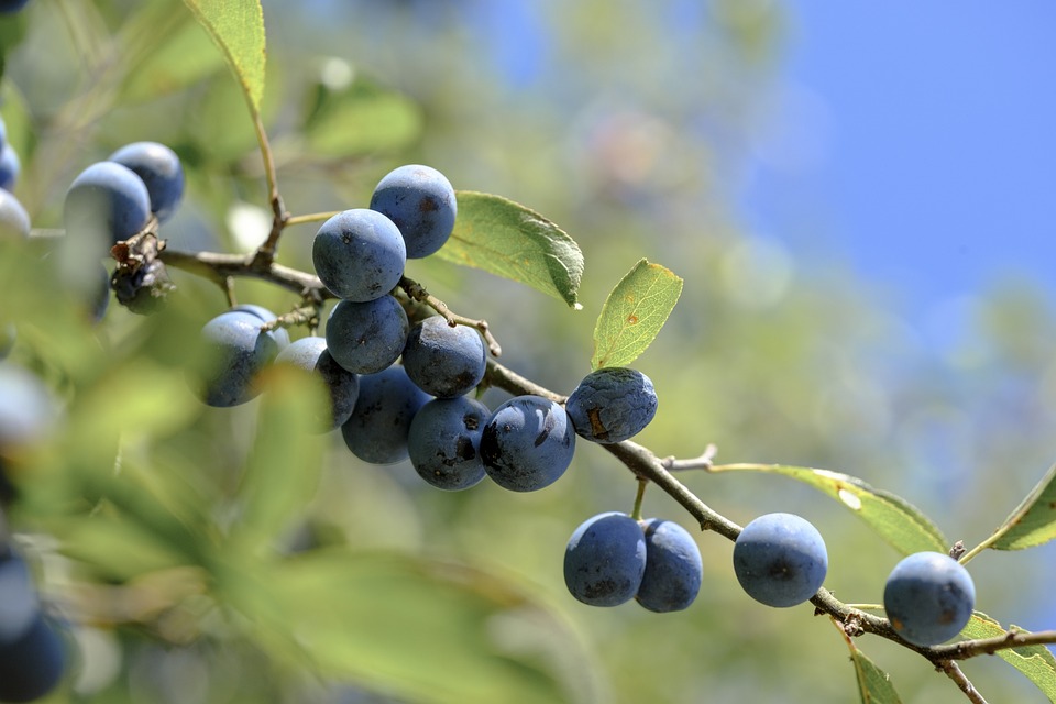 Sloe