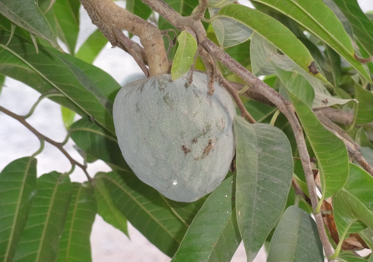 Soursop