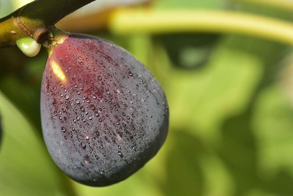 Texas Blue Giant Fig