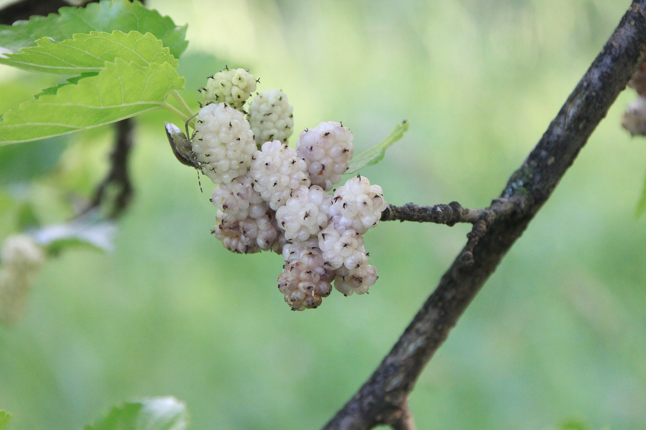 White Mulberry