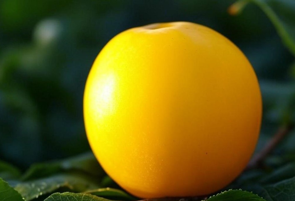 image of yellow plum fruit