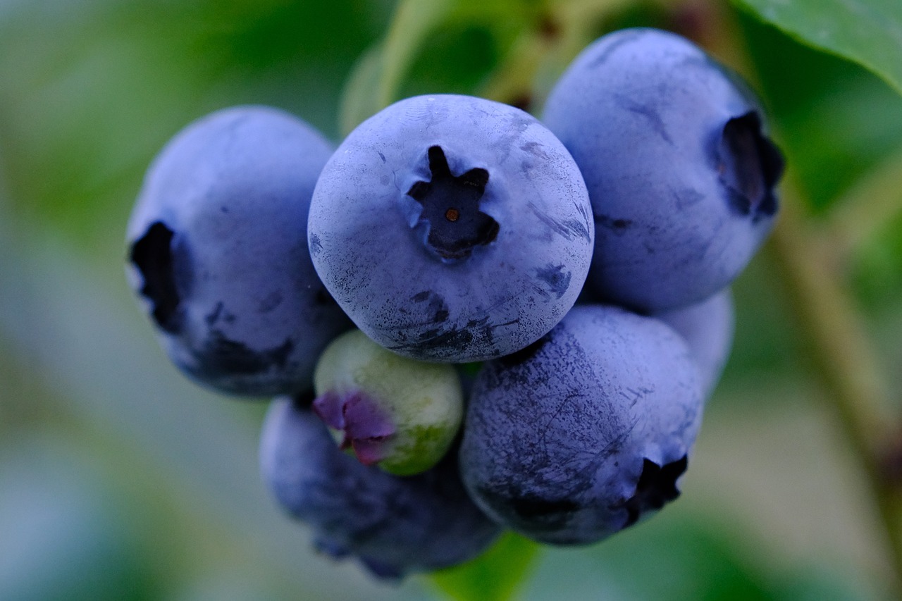 Blueberries & Orange-Infused Water